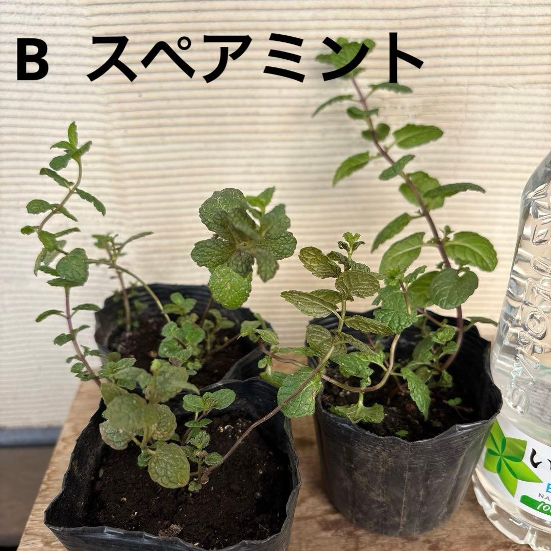 10種から選べるハーブ苗セット　2ポット650円〜　ご注文用