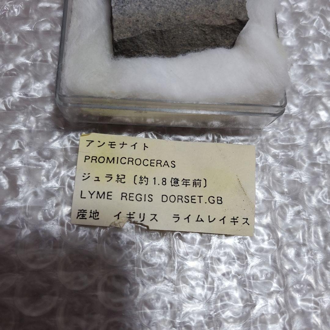Promicroceras アンモナイト化石 約1.8億年前