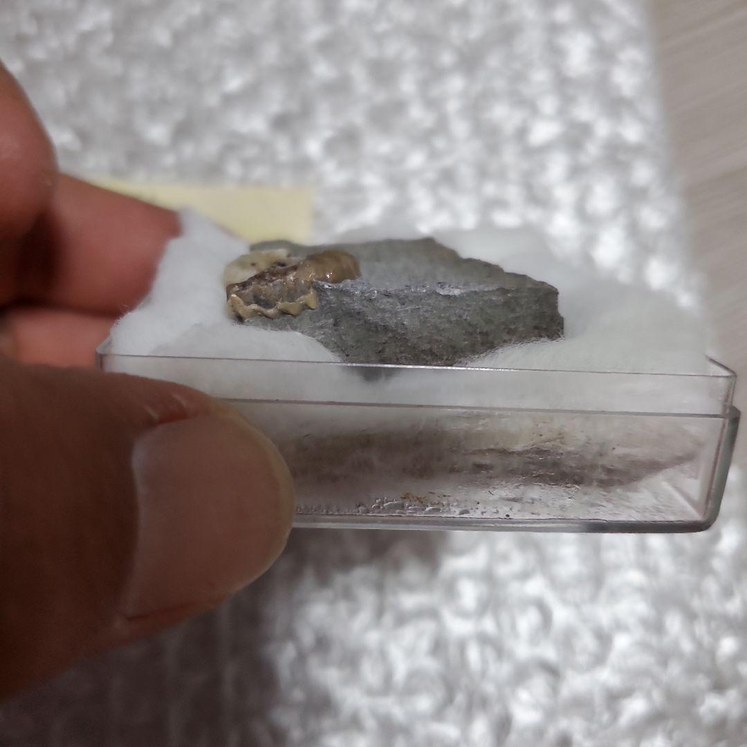 Promicroceras アンモナイト化石 約1.8億年前