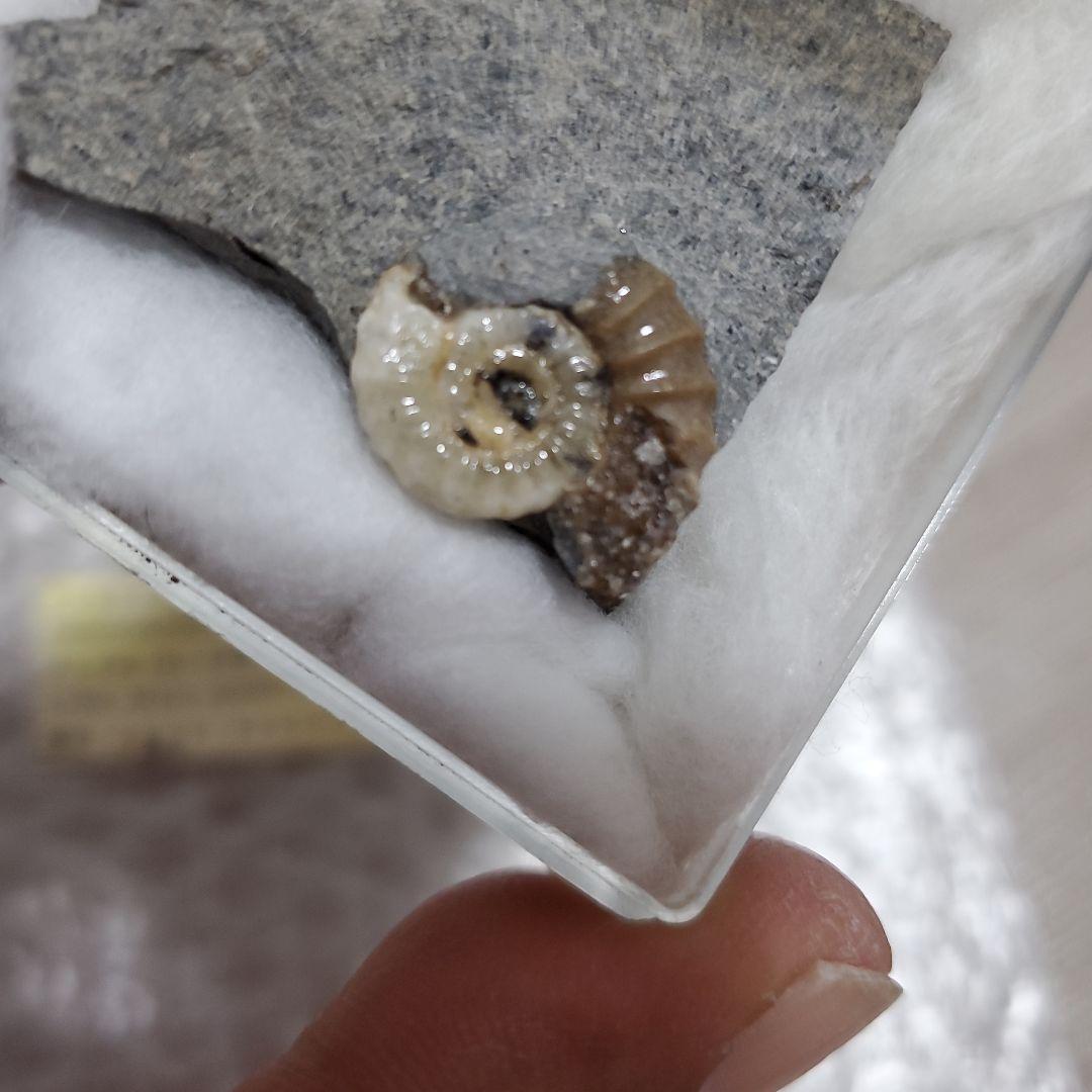Promicroceras アンモナイト化石 約1.8億年前