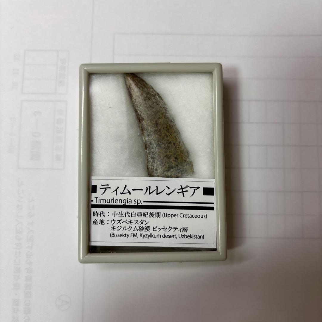 ティムールレンギア　歯化石　恐竜 ウズベキスタン　ティラノサウルス