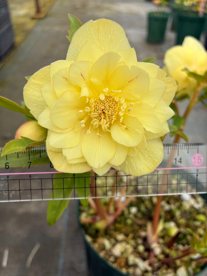 クリスマスローズ　微スポット　オーレア　７寸