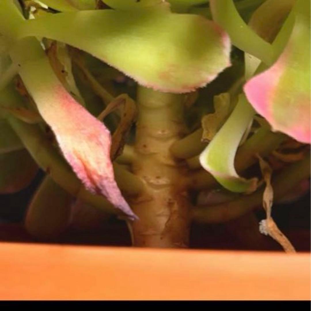 6#多肉植物アエオニウム錦❤️リバーストーン❤️ 1大頭15小頭23cm 拔き苗