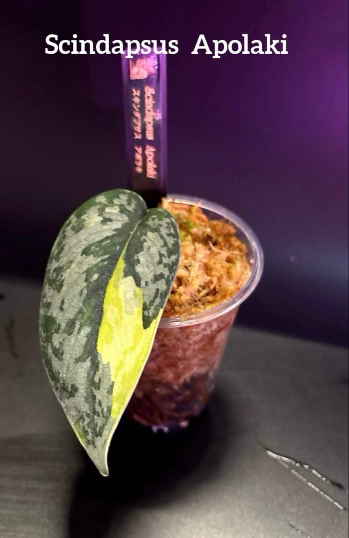 スキンダプサス　綺麗な斑入り　セット　B3