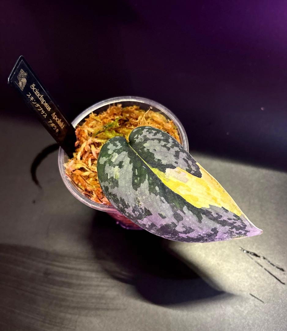 スキンダプサス　綺麗な斑入り　セット　B3