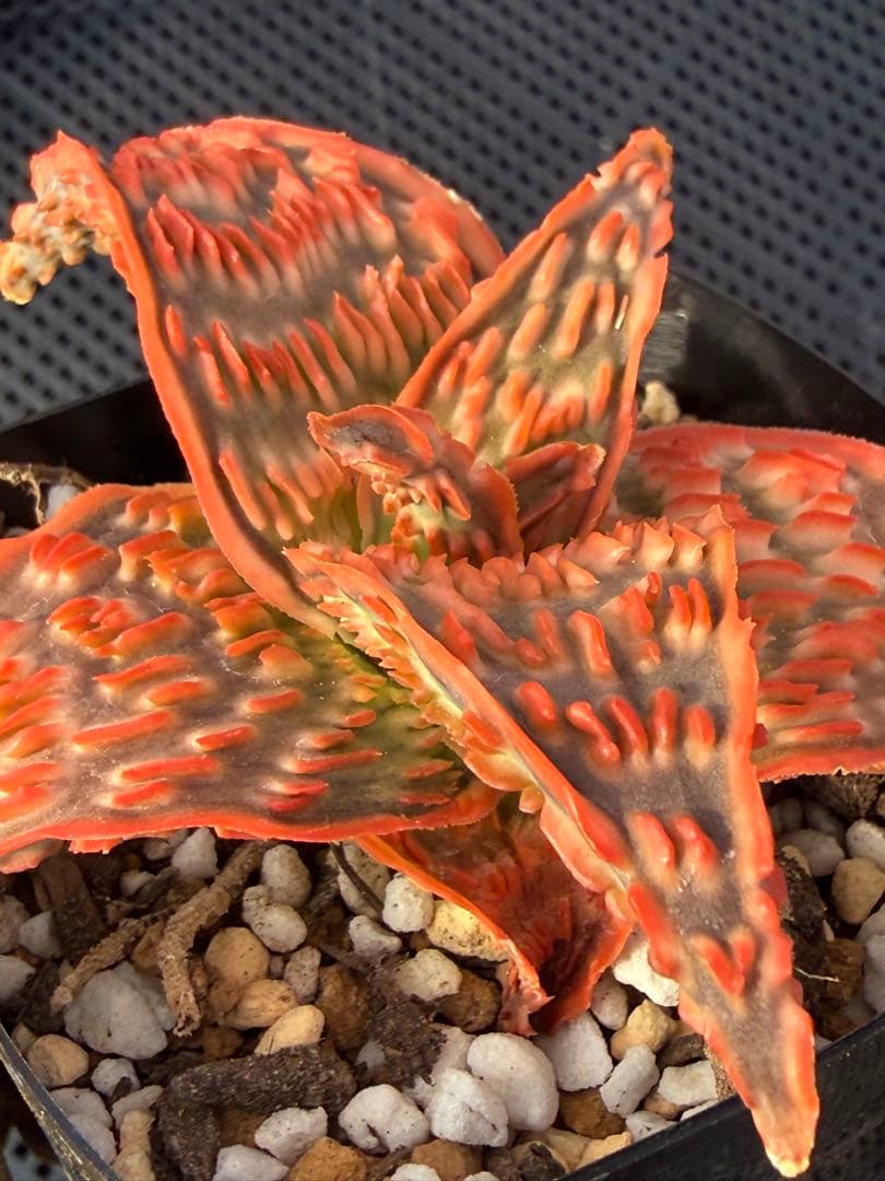 アロエ　ハイブリッド　Aloe hybrid 第四種　De-5