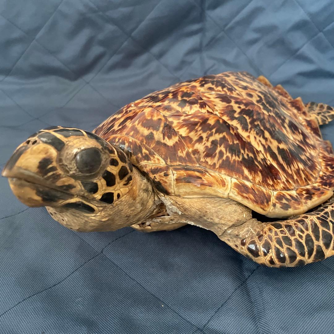 タイマイ　ウミガメ　剥製　国際希少野生動植物種登録票有り