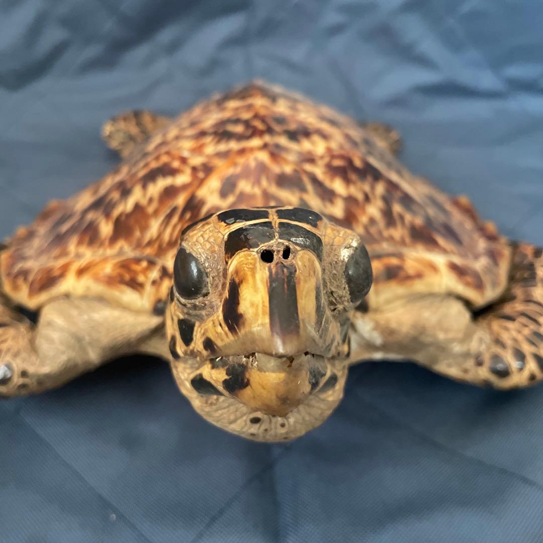 タイマイ　ウミガメ　剥製　国際希少野生動植物種登録票有り