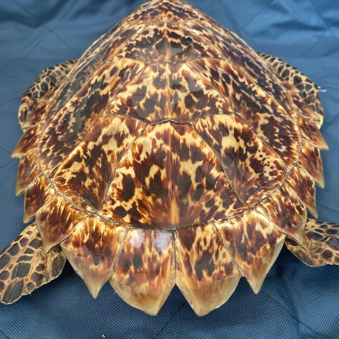 タイマイ　ウミガメ　剥製　国際希少野生動植物種登録票有り