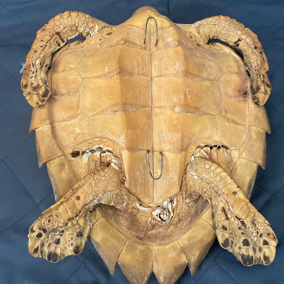 タイマイ　ウミガメ　剥製　国際希少野生動植物種登録票有り