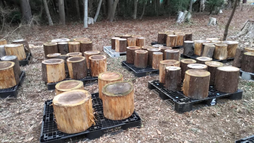 玉切りした原木　針葉樹(杉）１ｔで１万円　千葉市　引取限定　キャンプ　薪ストーブ
