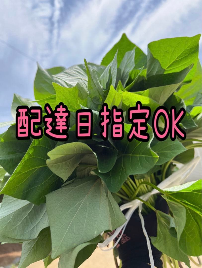 【予約受付中】紅はるか苗☆ウイルスフリー 3,000本 6月下旬から発送開始