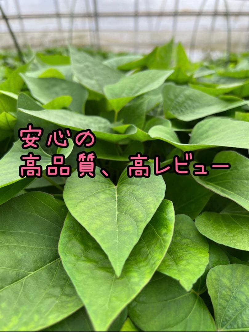 【予約受付中】紅はるか苗☆ウイルスフリー 3,000本 6月下旬から発送開始