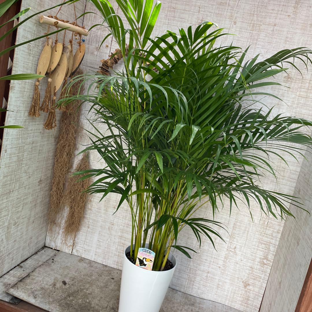タイムセール！ラスト1鉢！アレカヤシ　苗　苗木　観葉植物　3株植　8号　ヤシの木