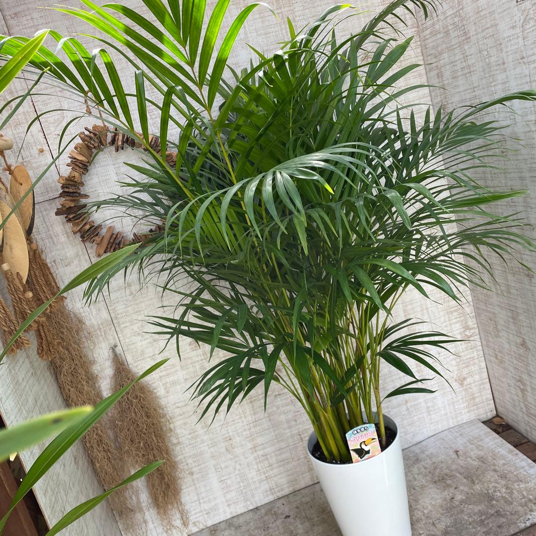 タイムセール！ラスト1鉢！アレカヤシ　苗　苗木　観葉植物　3株植　8号　ヤシの木