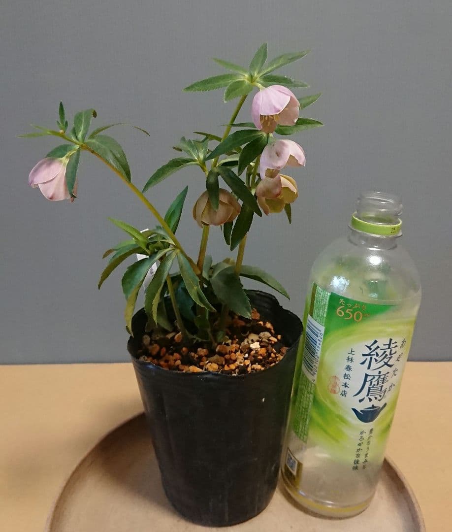 クリスマスローズ　little beast　デュメトルム系　育成用