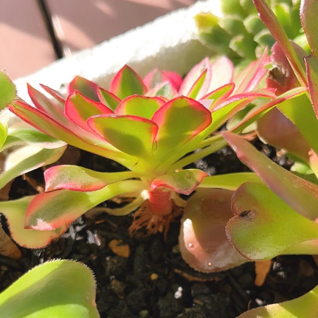 71#多肉植物アエオニウム錦❤️ オランダのバラ 錦❤️1頭9cm拔き苗