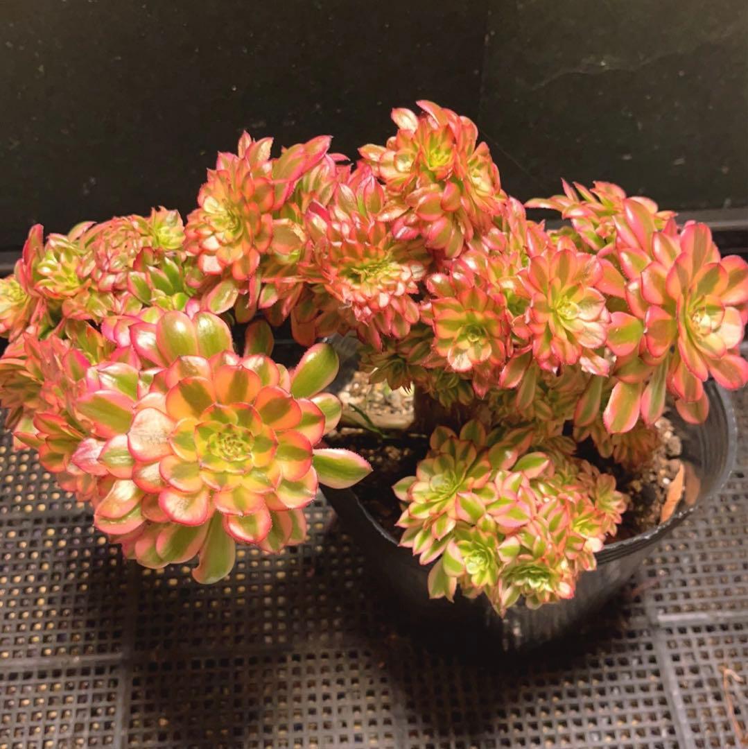 72#多肉植物アエオニウム錦❤️ 火神祝融セッカ ❤️24cm拔き苗