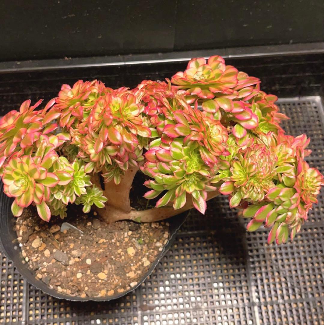 72#多肉植物アエオニウム錦❤️ 火神祝融セッカ ❤️24cm拔き苗