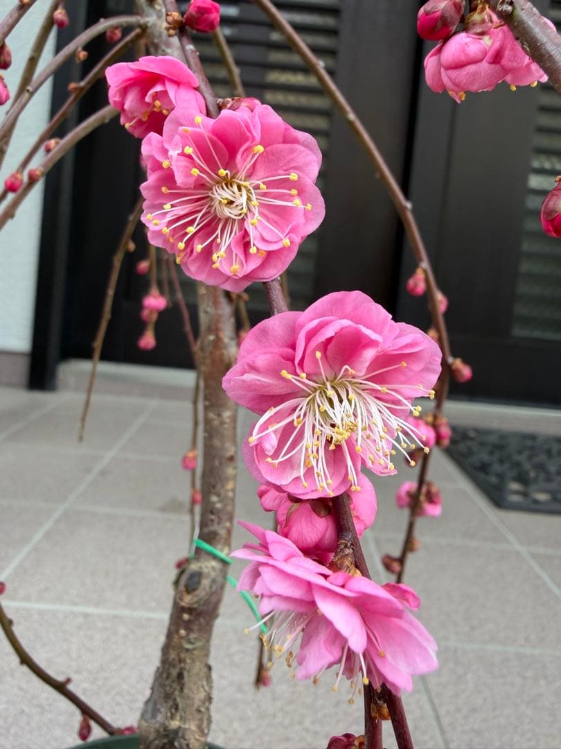 枝垂れ梅苗木　鉢ごと発送