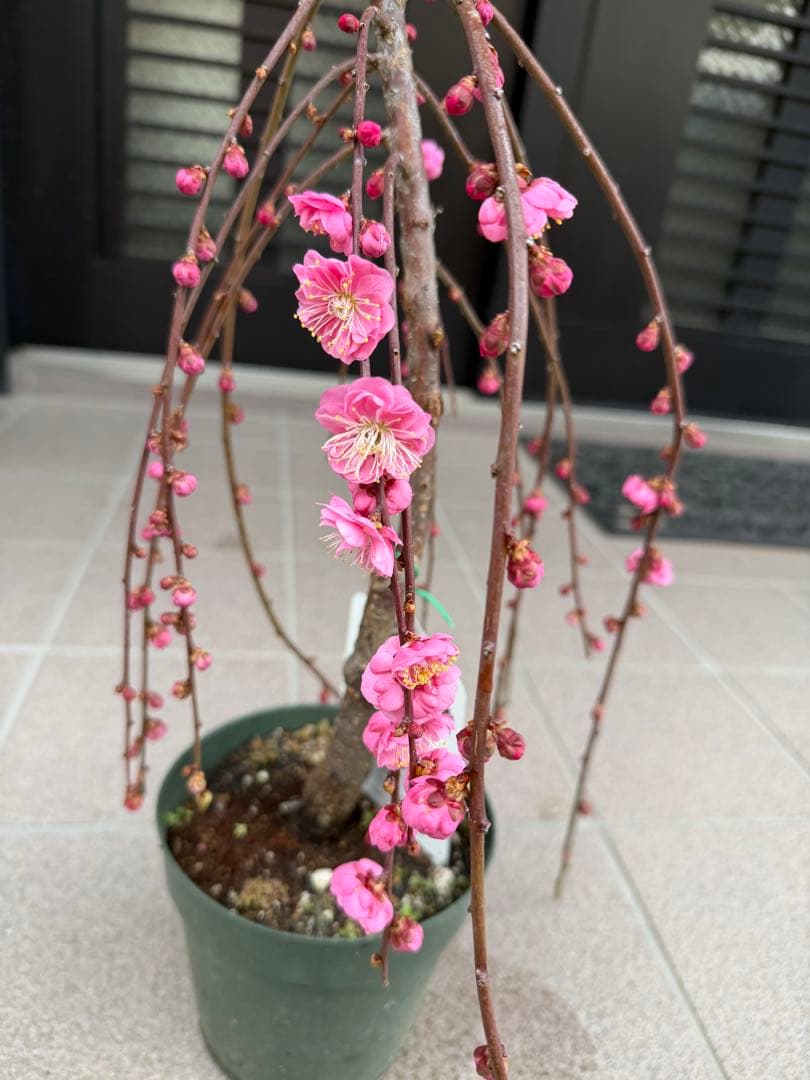 枝垂れ梅苗木　鉢ごと発送