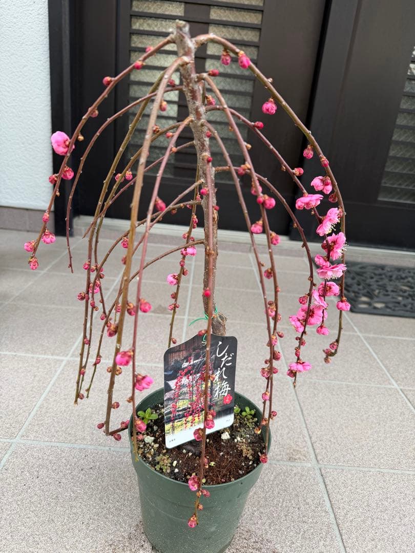 枝垂れ梅苗木　鉢ごと発送