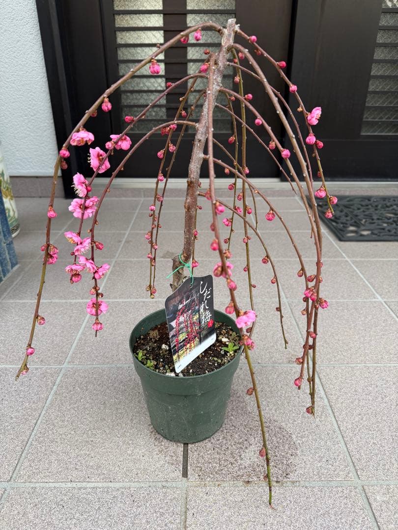 枝垂れ梅苗木　鉢ごと発送