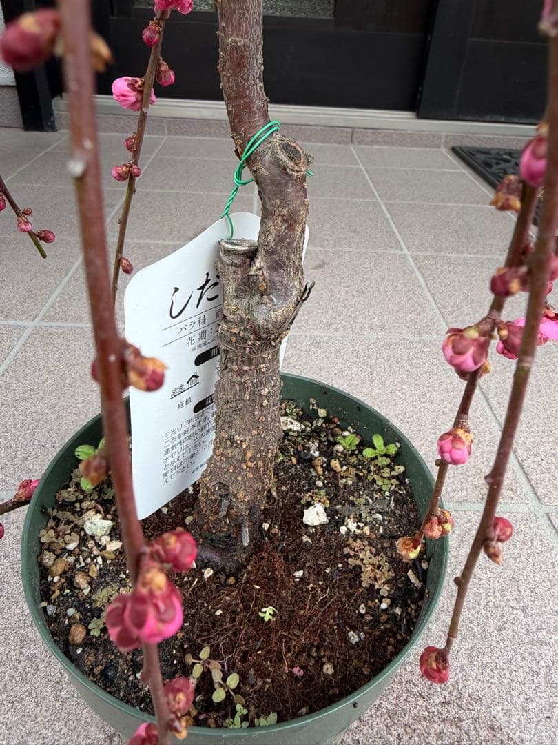 枝垂れ梅苗木　鉢ごと発送