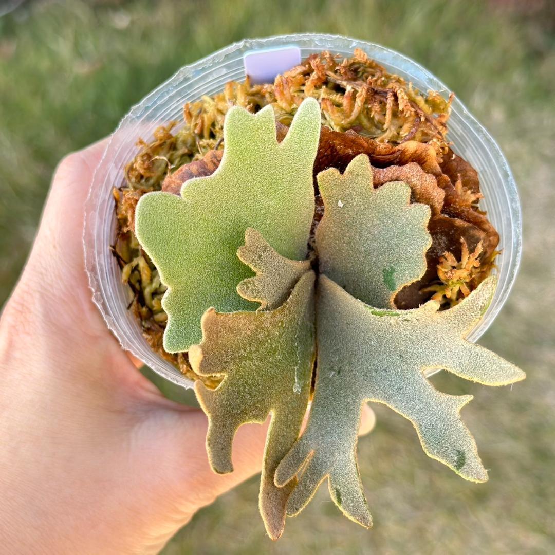 P.willinckii OMG spore　917