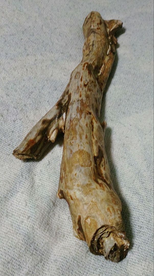 深海松　置物
