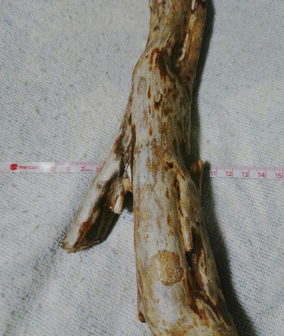 深海松　置物