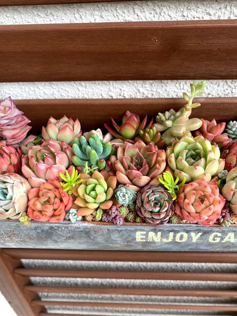 豪華❣️そのまま飾れる寄せ植え❣️オーダー品＊