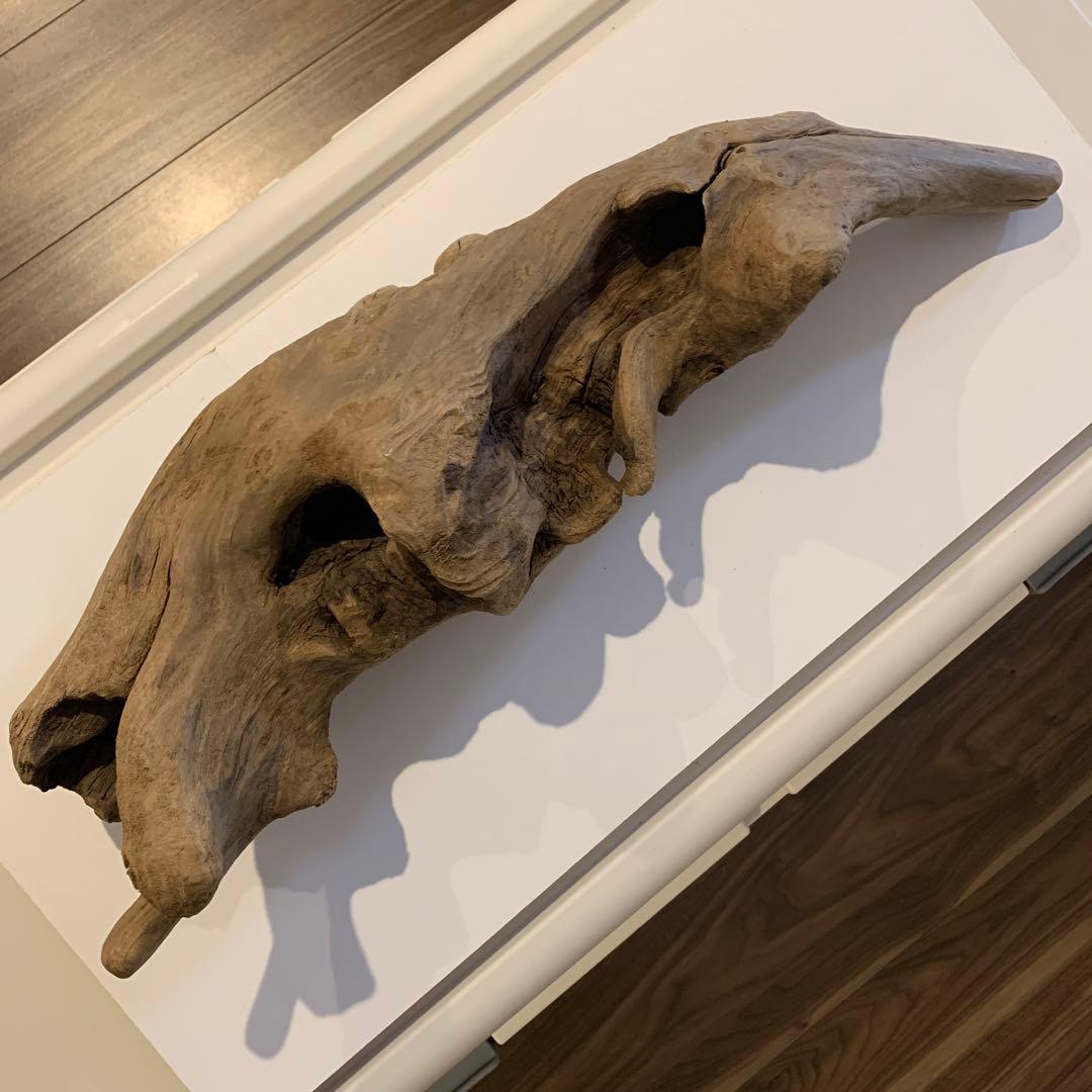 流木　約52㎝