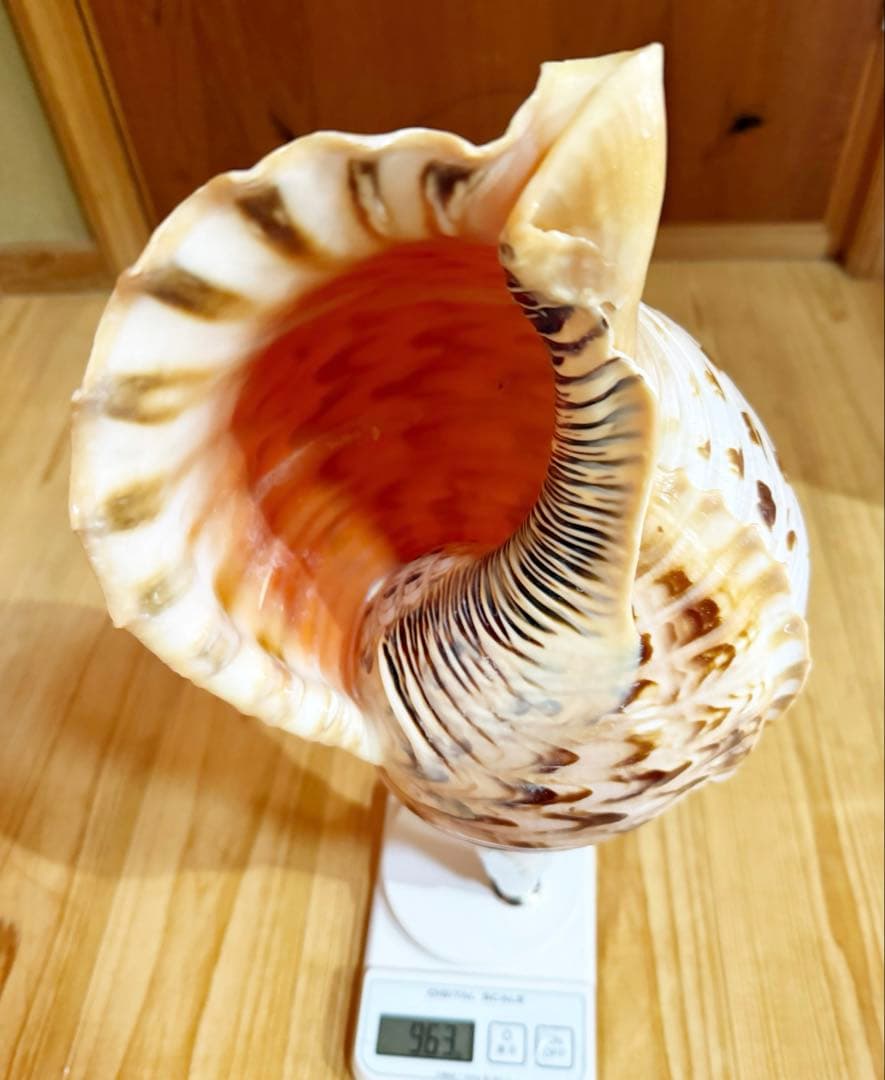 特大修験道法螺貝40.5㎝　山伏　密教　熊よけ　魔除け❣️ホラガイ　ほら貝