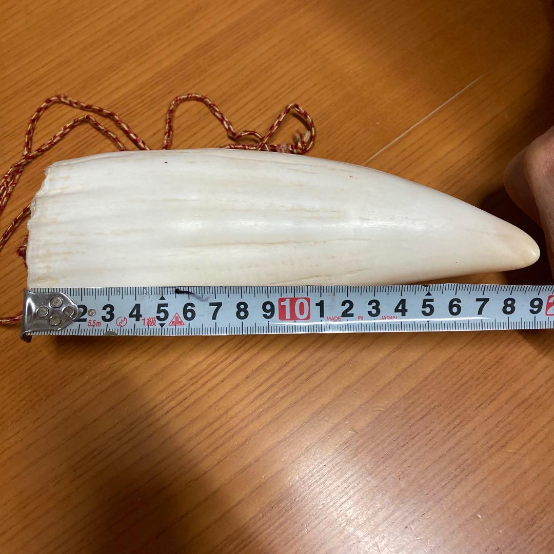 マッコウクジラの歯