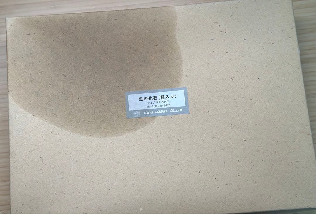 化石魚 フレーム付き 5000万年前(新世代/第三紀•始新世) 科学博物館 土産