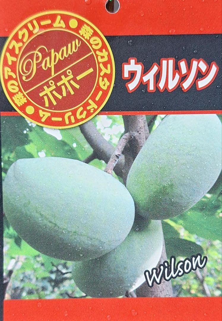 ポポー　苗木【ウィルソン】