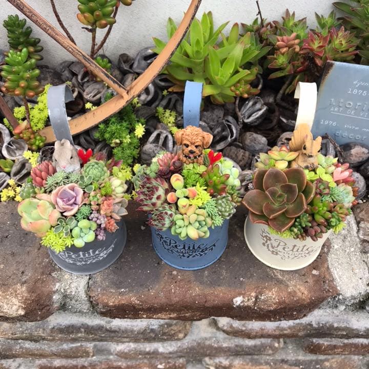 ☆多肉植物　寄せ植え〜フック付きブリキ缶寄せ植え　セット〜★