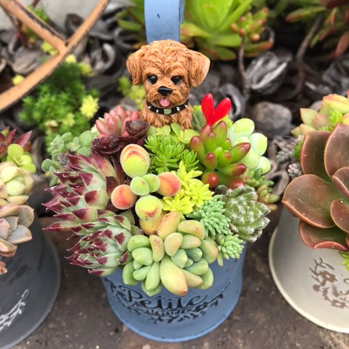 ☆多肉植物　寄せ植え〜フック付きブリキ缶寄せ植え　セット〜★
