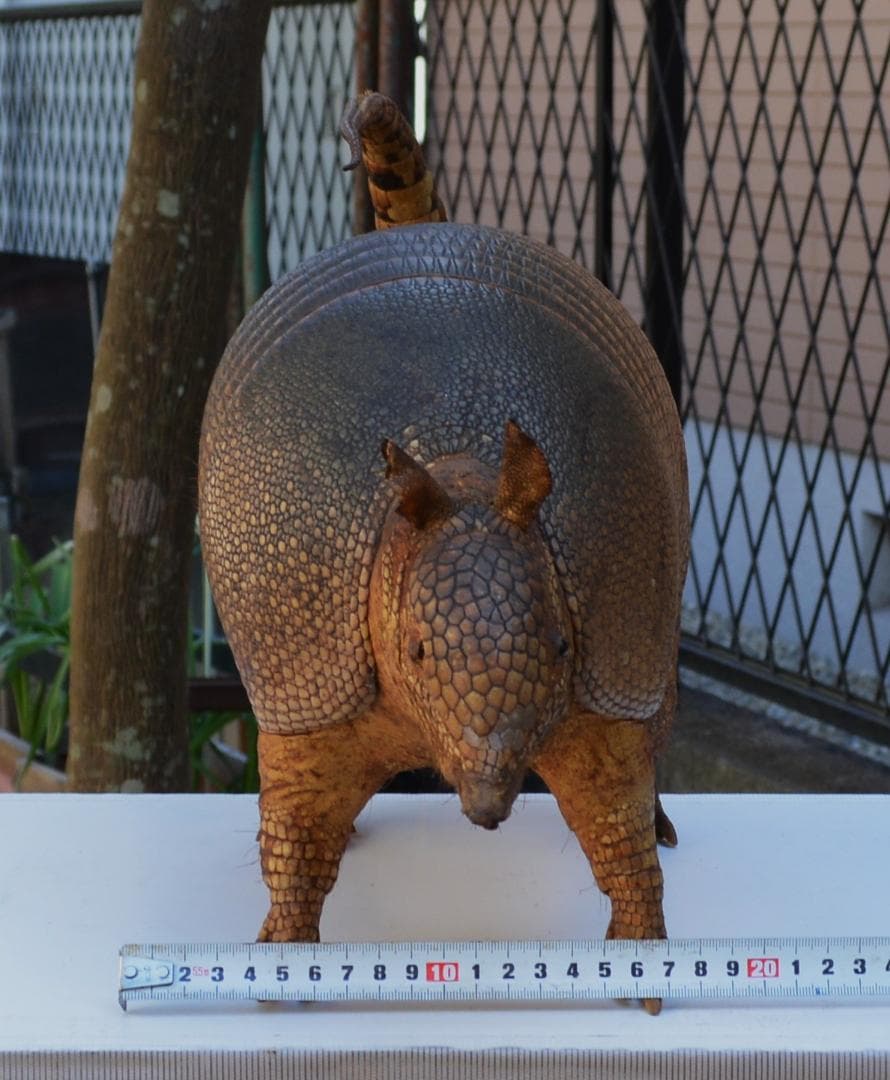 剥製　ココノオビアルマジロ　置物　飾り物「国際希少野生動植物種」指定外