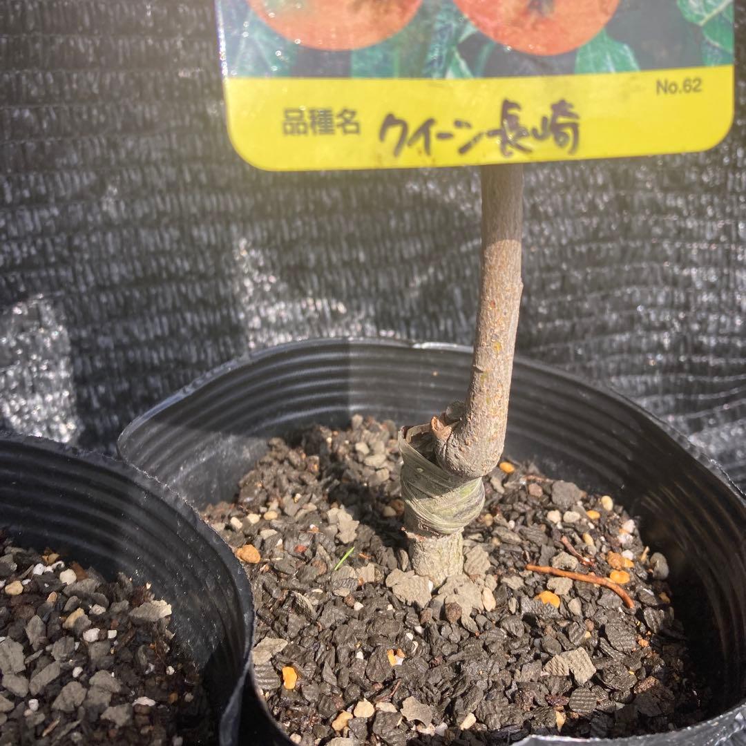①*ஐ2苗！！実が大きく糖度も高い*:ஐ接木・びわ・苗木【クイーン長崎】苗・5号