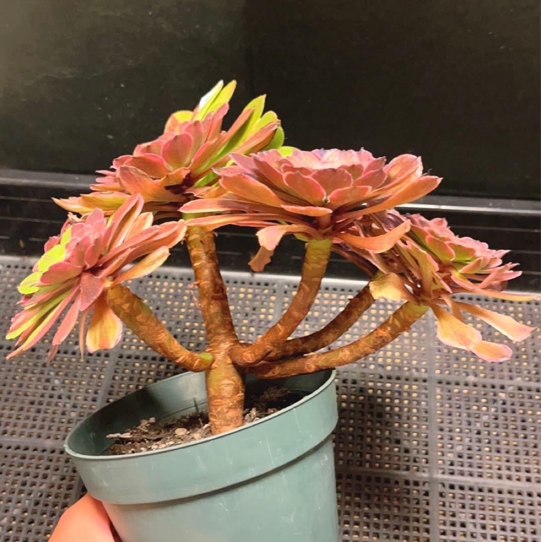 98#多肉植物アエオニウム錦❤️花顏ピンクディジー❤️7頭23cm 鉢土付き