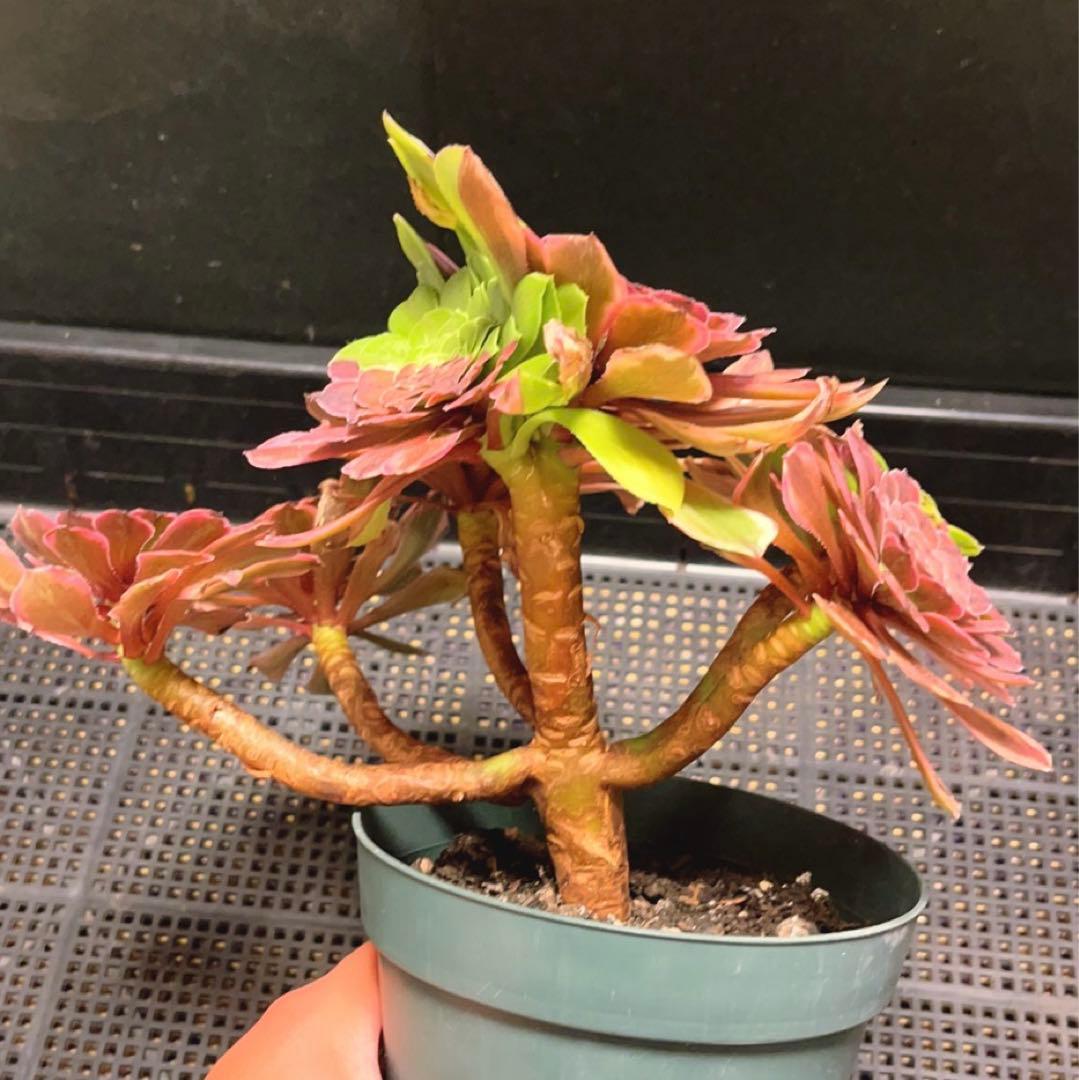98#多肉植物アエオニウム錦❤️花顏ピンクディジー❤️7頭23cm 鉢土付き