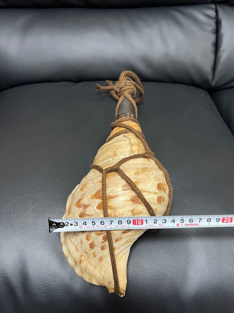法螺貝 ホラ貝 螺貝 約30cm 和楽器