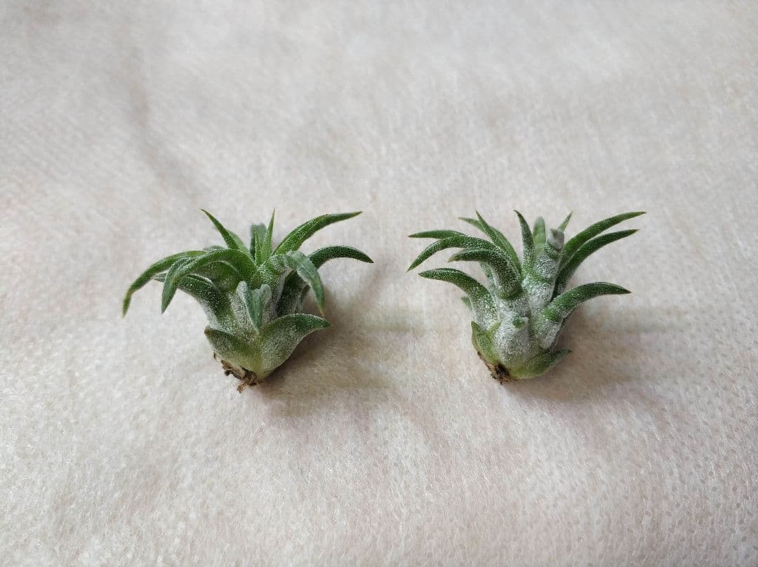 フラワー・ガーデニング Tillandsia ionantha Mexican zebra