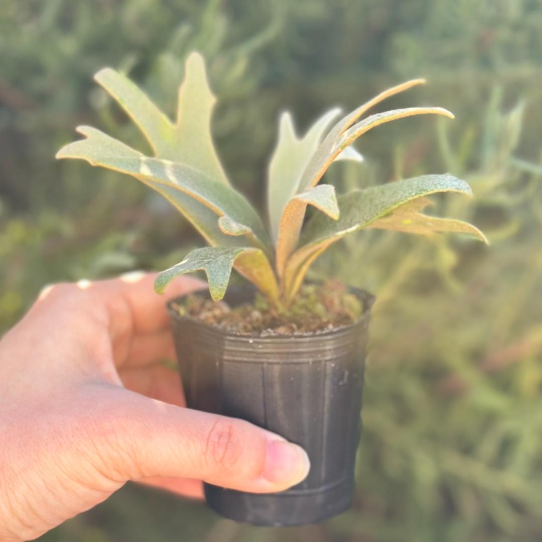 P. willinckii ’Jenny’ TC 3409