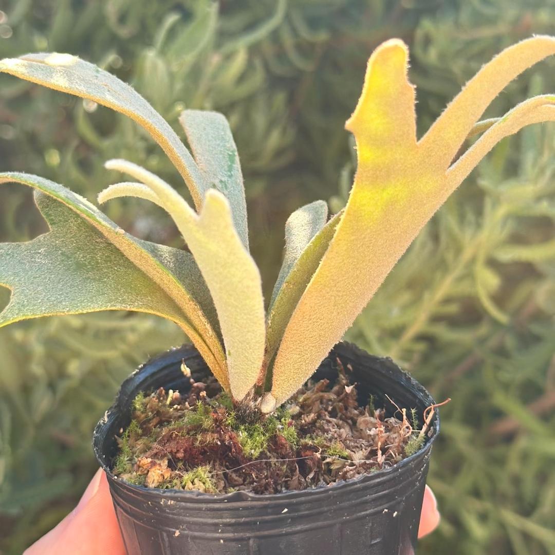 P. willinckii ’Jenny’ TC 3409