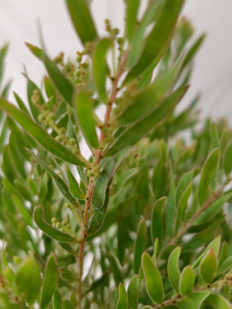 花芽つき大苗　矮性アカシア　テレサ