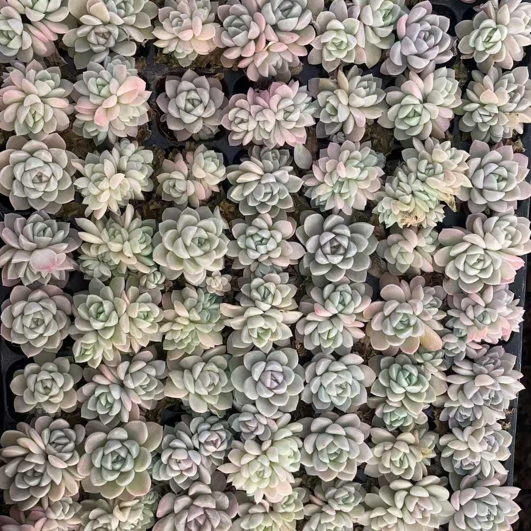 Top【選抜株】多肉植物 25447クリームビューティー　105個プラグトレー苗