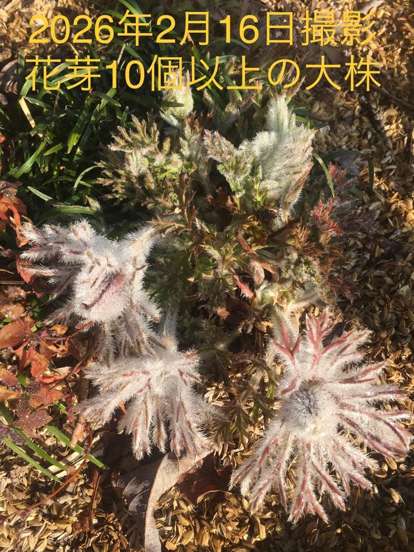 大きい株ニホンオキナグサ　100サイズいっぱい！日本翁草